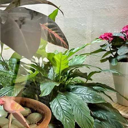 Lägenhet Aguamarina